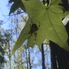 Araneus marmoreus