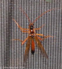 Opheltes glaucopterus barberi