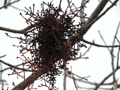 Loranthus europaeus