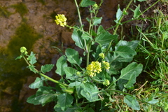 Brassiceae