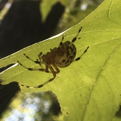 Araneus marmoreus