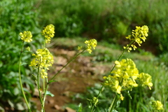 Brassiceae