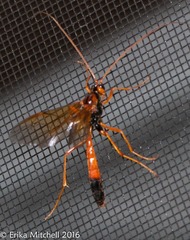 Opheltes glaucopterus barberi