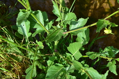 Brassiceae