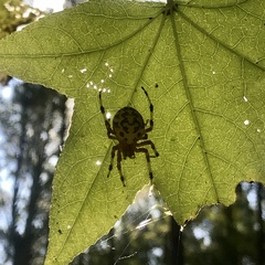 Araneus marmoreus