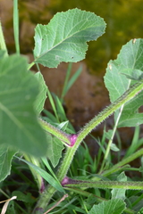 Brassiceae