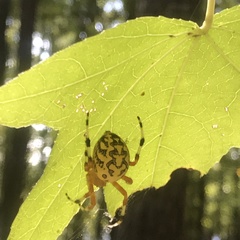 Araneus marmoreus