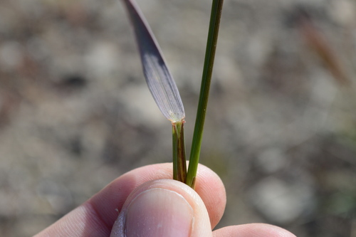 Bottlebrush Squirreltail