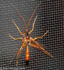 Opheltes glaucopterus barberi