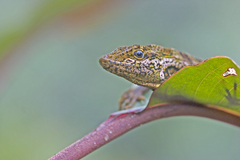 Anolis aequatorialis
