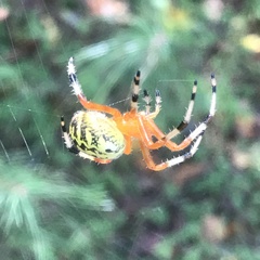 Araneus marmoreus