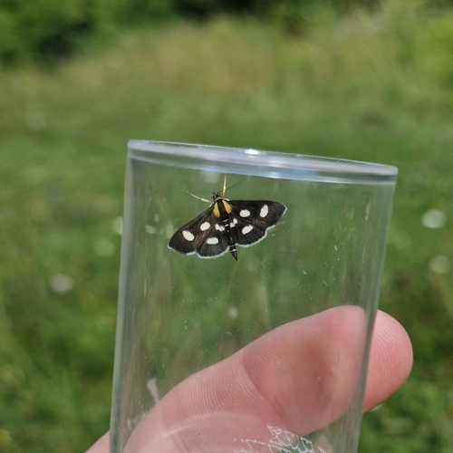 Anania funebris