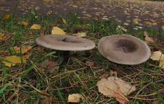 Melanoleuca brevipes