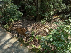 Cervus nippon