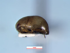 Neoplea striola