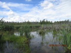 Neoplea striola