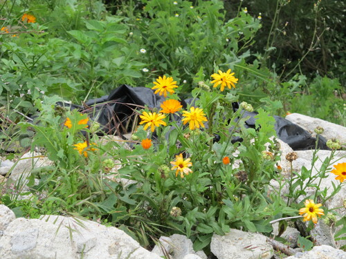 Calendula officinalis