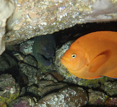 Gymnothorax mordax