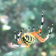 Araneus marmoreus