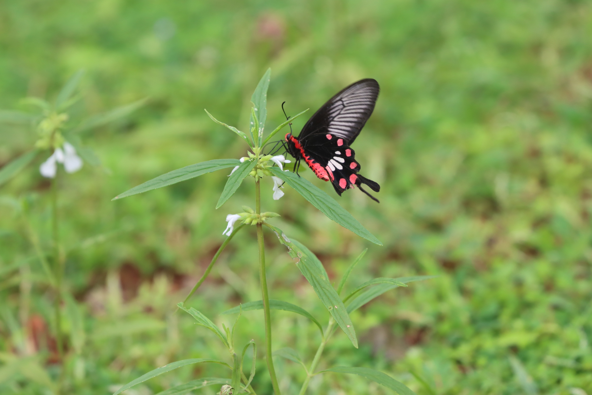 Common Rose