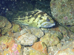 Sebastes chrysomelas