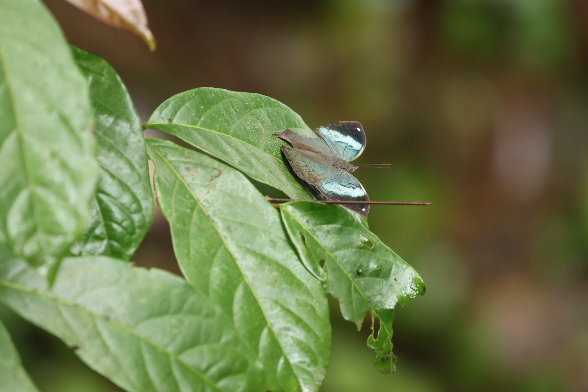 Sahyadri Blue Oakleaf
