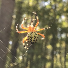 Araneus marmoreus