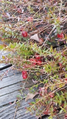 Vaccinium macrocarpon