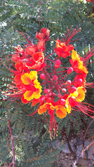 Caesalpinia pulcherrima