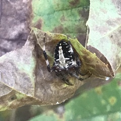 Neoscona domiciliorum