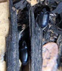 Aztecarpalus schaefferi
