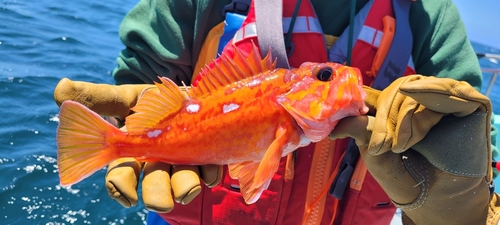 rosy rockfish