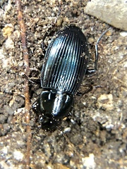 Aztecarpalus schaefferi
