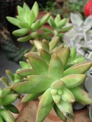 Sedum adolphi