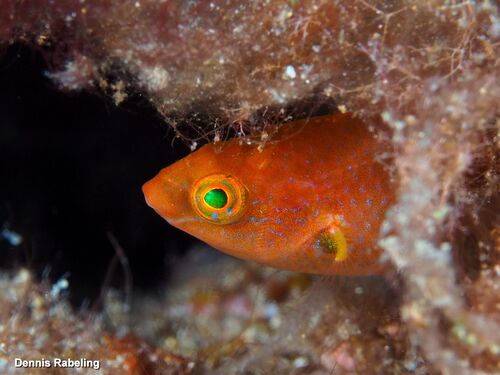 Axillary Wrasse, Las Palmas, ES-CN, ES, photo 7 of 10