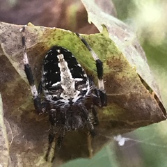 Neoscona domiciliorum