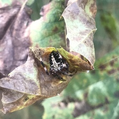 Neoscona domiciliorum