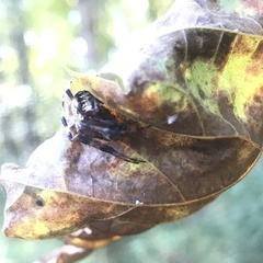 Neoscona domiciliorum