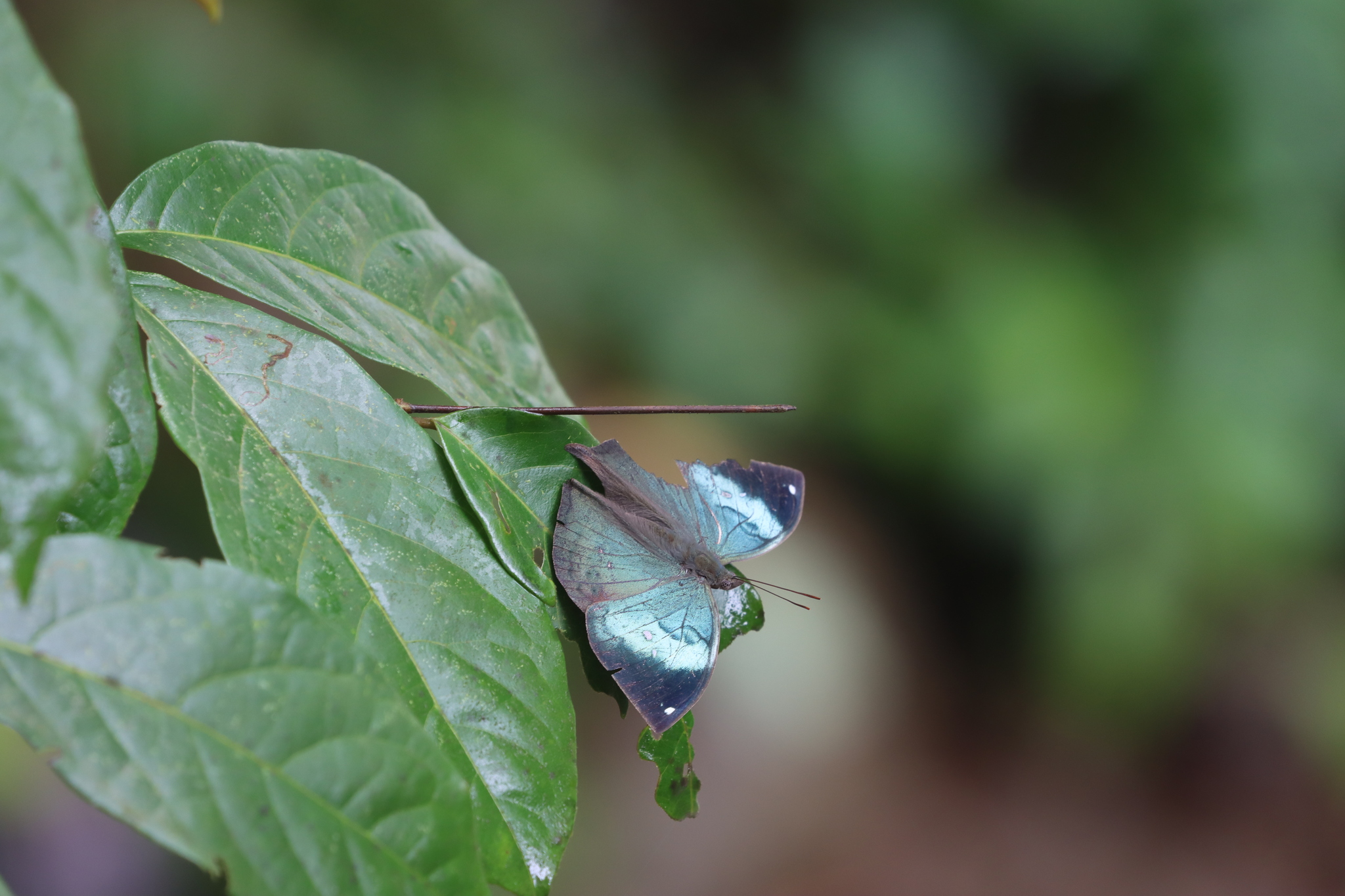 Sahyadri Blue Oakleaf