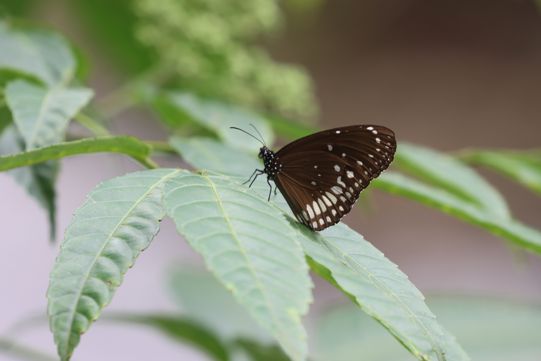 Common Crow