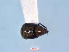 Neoplea striola