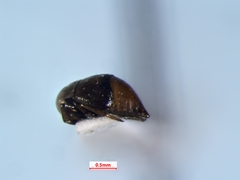 Neoplea striola