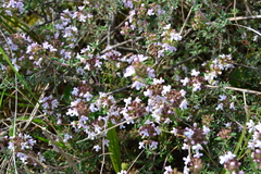 Thymus
