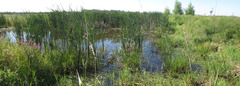 Neoplea striola