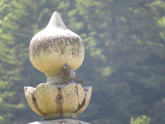 Columba livia domestica
