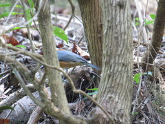 Sittiparus varius