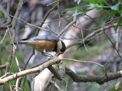 Sittiparus varius