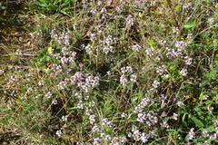 Thymus