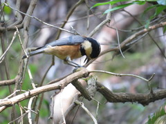 Sittiparus varius