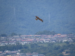 Milvus migrans